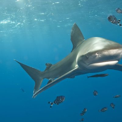 San Pedro Belize Diving Tour