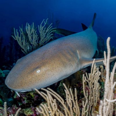 San Pedro Belize Diving Tour