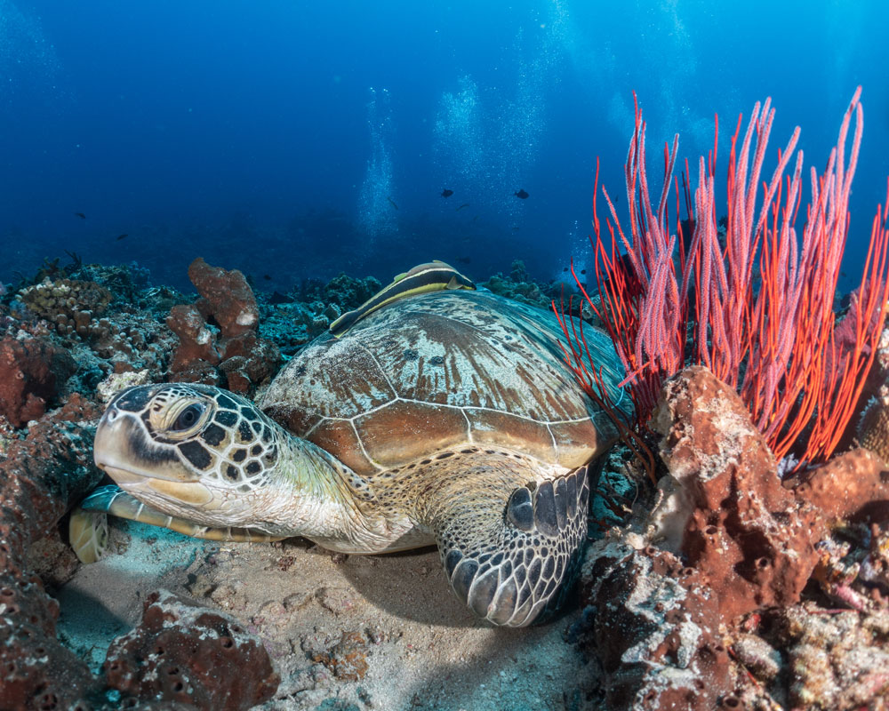 San Pedro Belize Diving Tour