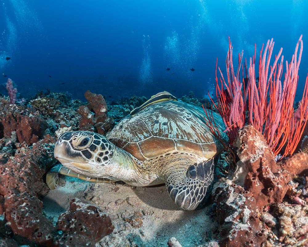 Belize Dive Package