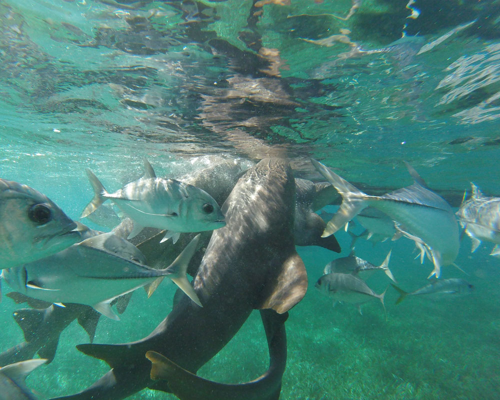 Belize Snorkel Package