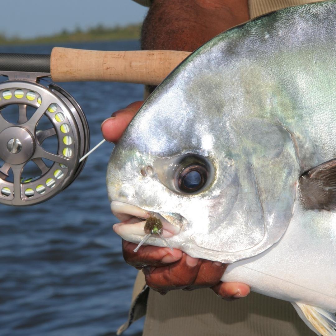 fly fishing belize sunbreeze ambegris caye26