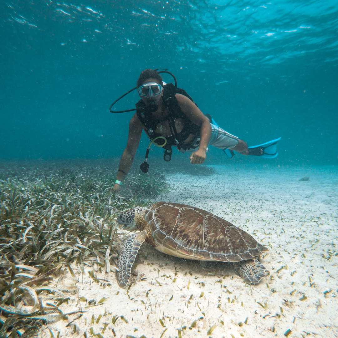 padi belize dive resort8