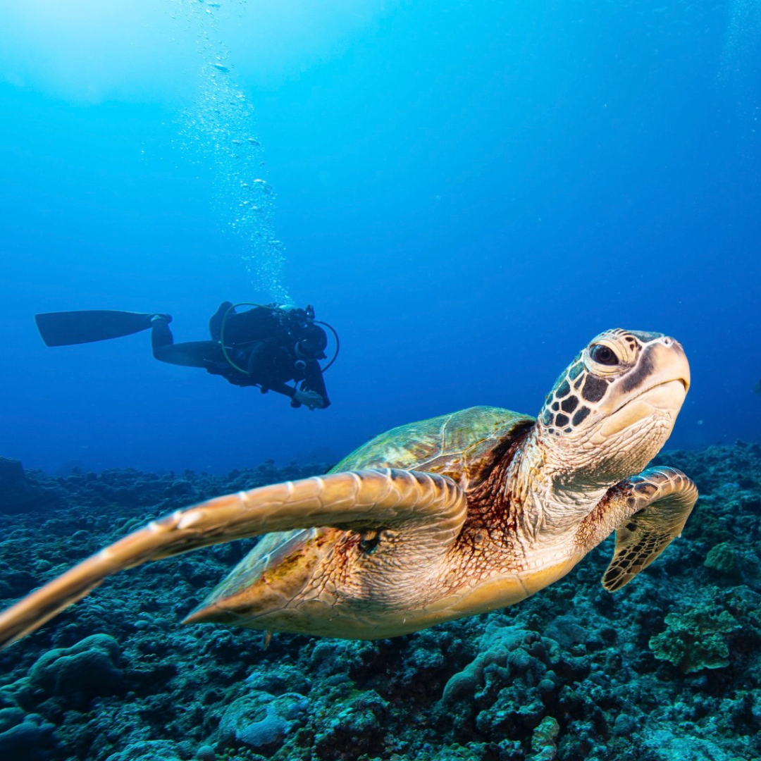 diving belize barrier reef best dive ambergris caye3