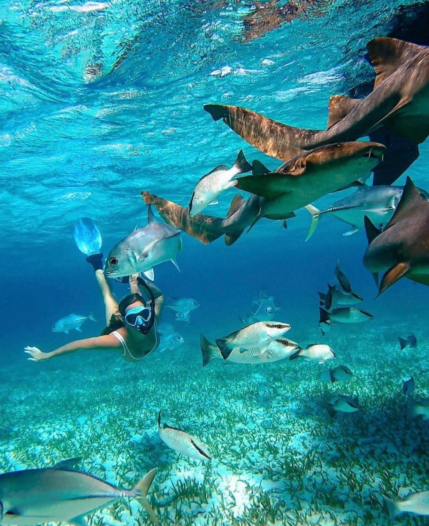 snorkeling in belize