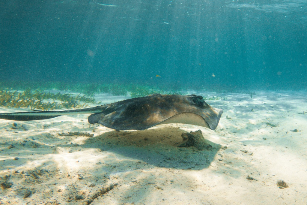 Snorkel in Belize — Best snorkeling spots near San Pedro Belize