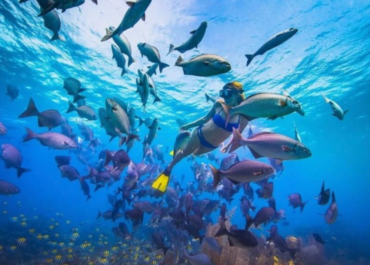 Discover the Incredible Marine Life of the Belize Barrier Reef